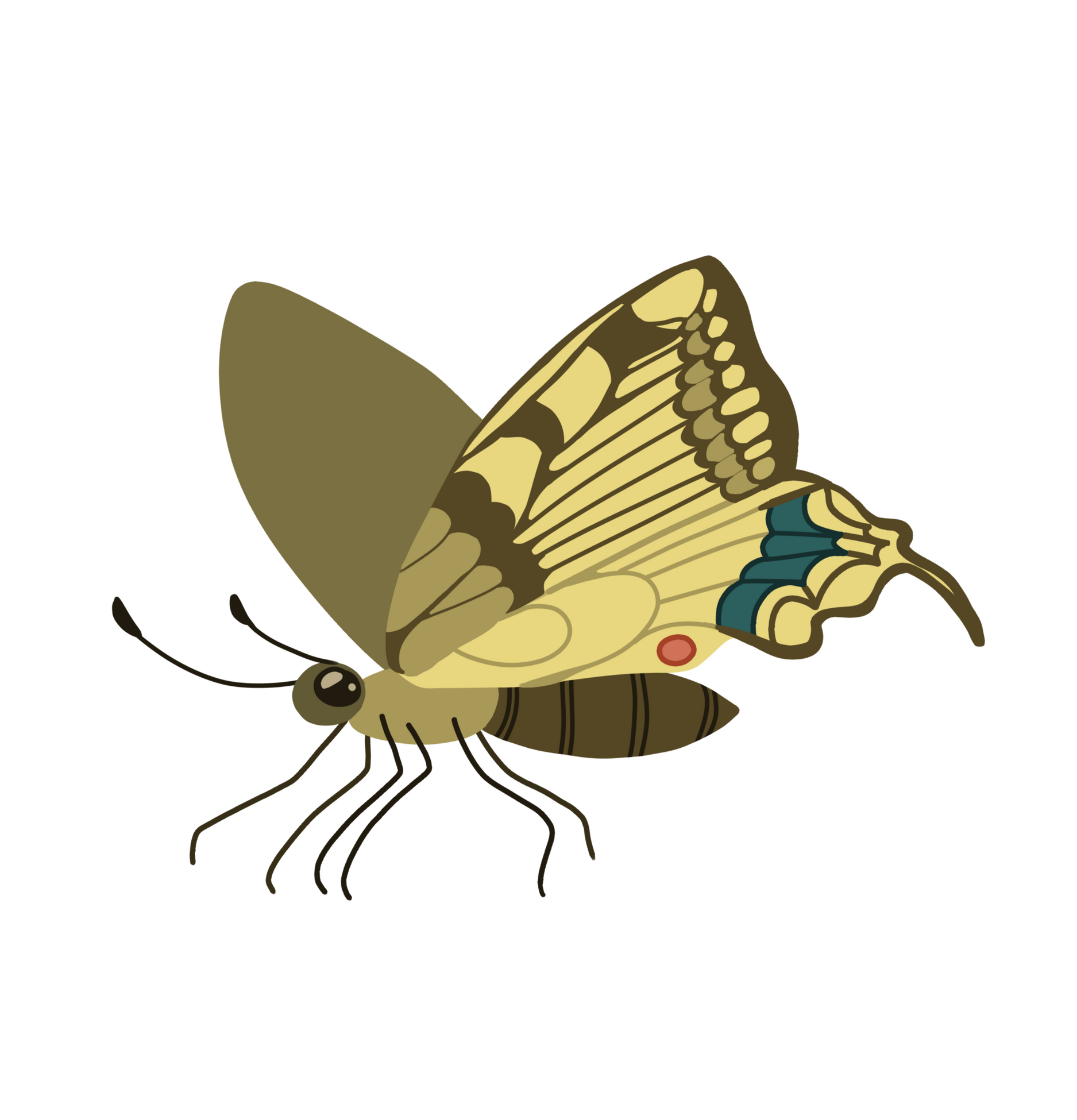 Illustration Papillon