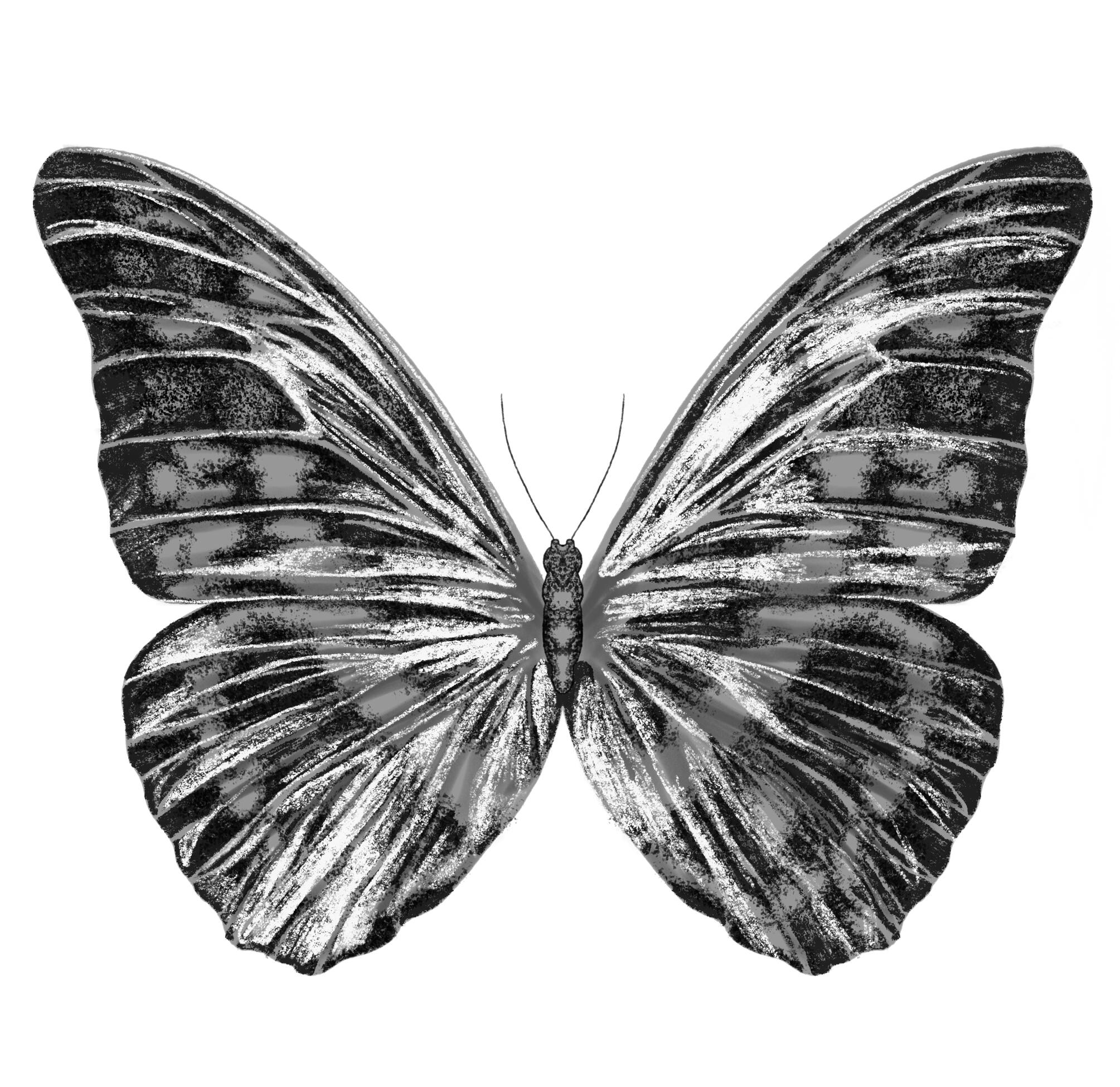 Papillon B&W